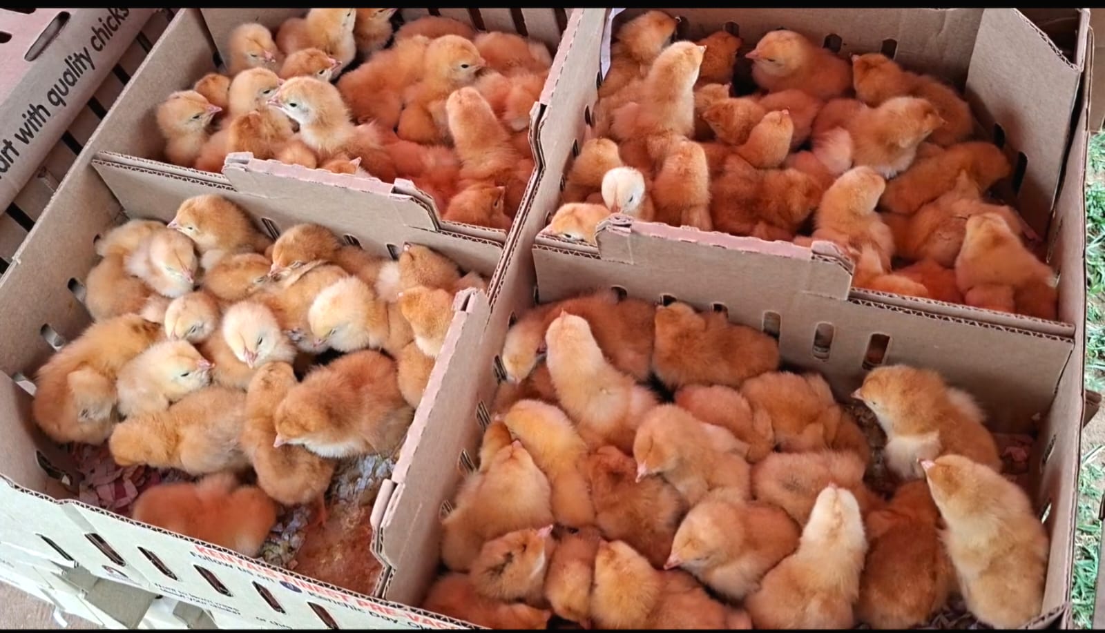 Poultry farmers in Trans Nzoia receive 4,000 improved chicks