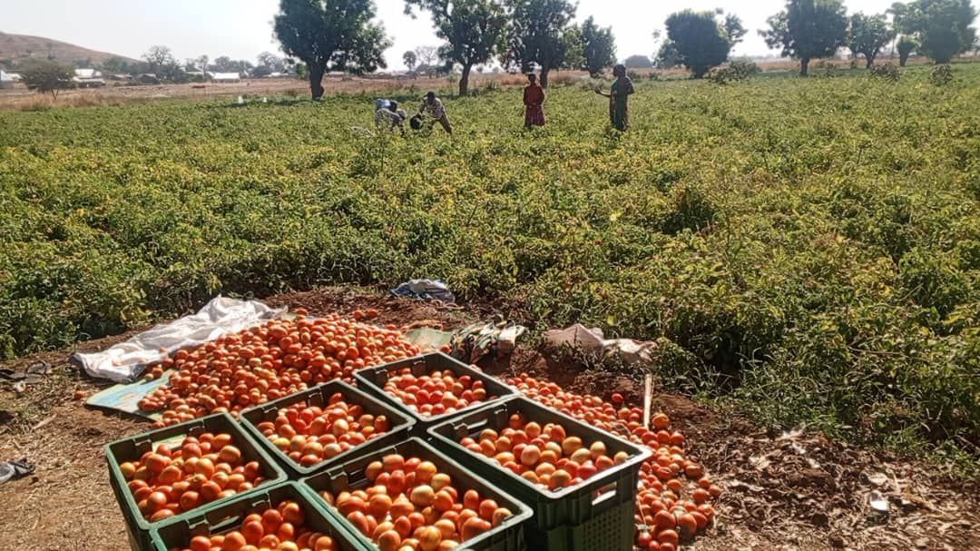 UER: Quest to end Ghana's dependence on Burkina Faso for tomatoes begins with cultivation of 10,000 acres