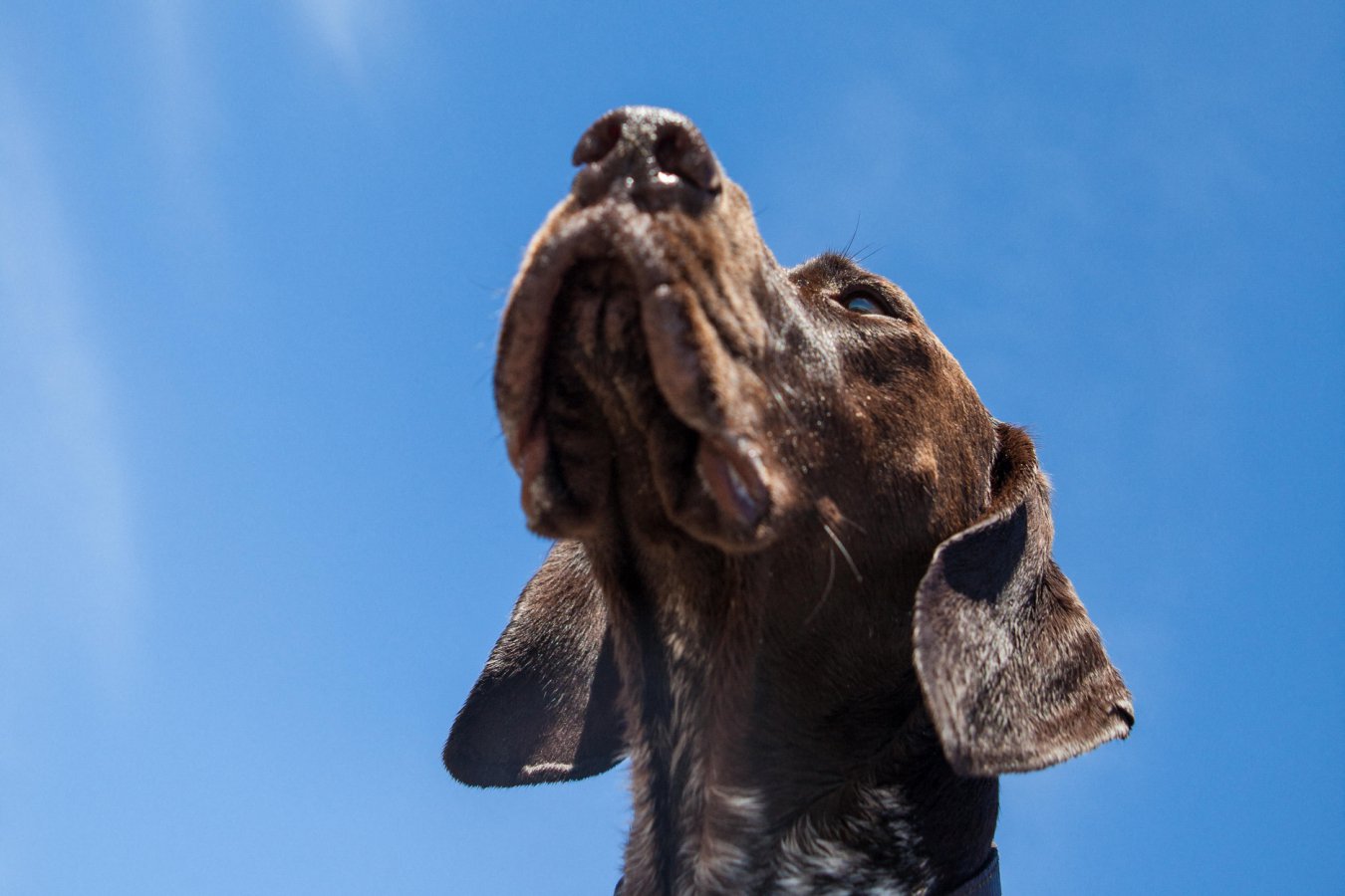 Why don’t dogs look up when a low-flying plane passes overhead? part 4