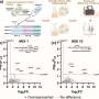 Three studies map how superbugs evade antibiotics and spread to vulnerable patients