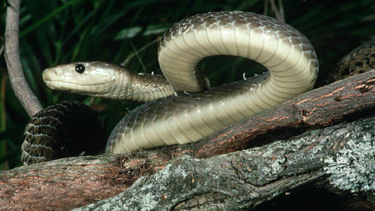 How the black mamba hunts, strikes and captures prey at high speed