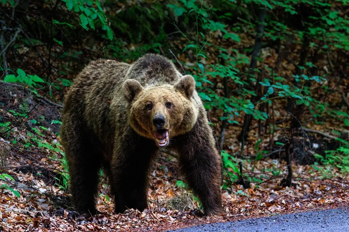 “Bear attacks will intensify, and the government will blame the beasts — the only solution it knows is to shoot them,” expert says