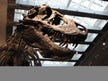T. rex temperature taken for first time