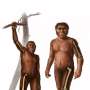 Bone strength study reveals new clues about human evolution