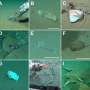 Deep ocean, familiar trash: Plastic waste found alongside possible new species