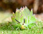 The mindblowing invertebrates you have never heard of – video