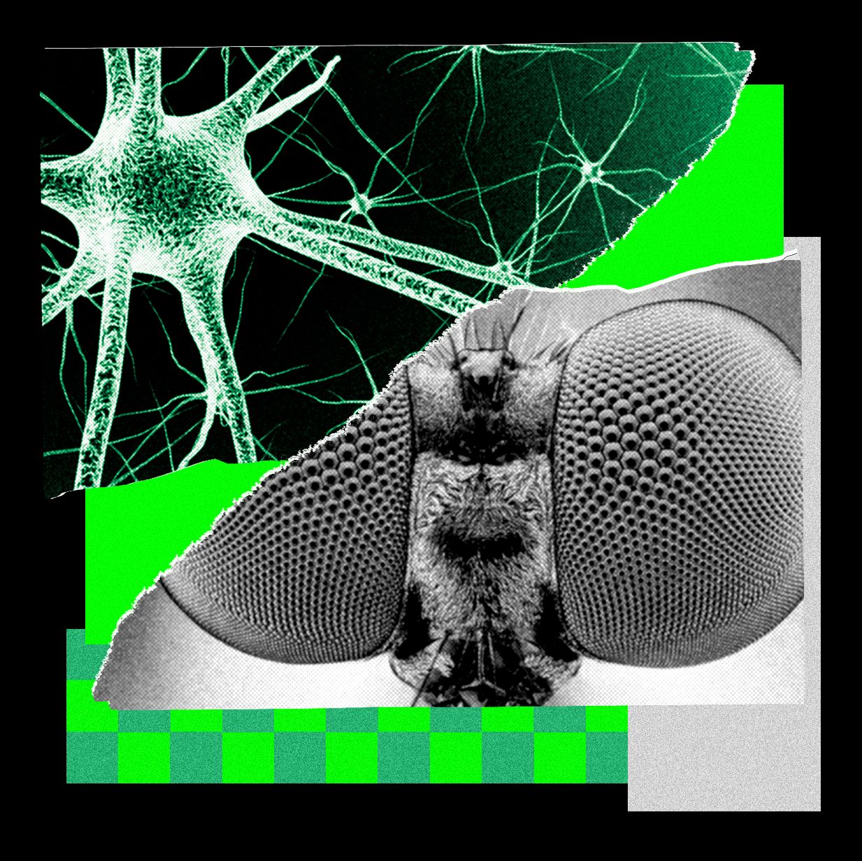 I Trained a Fly’s Brain to Generate WIRED Story Ideas