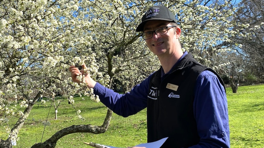 Apple varieties 'lost over the years' are being kept alive in this collection
