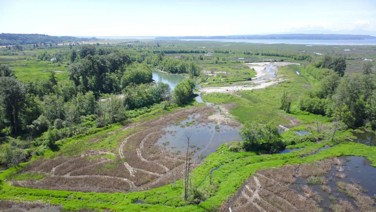Washington begins 270-acre Skagit estuary restoration for Chinook salmon