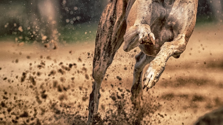 Greyhound trainer banned for eight years over animal welfare breaches