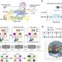 Eye-blink rate offers a window into executive function and prefrontal development in early childhood