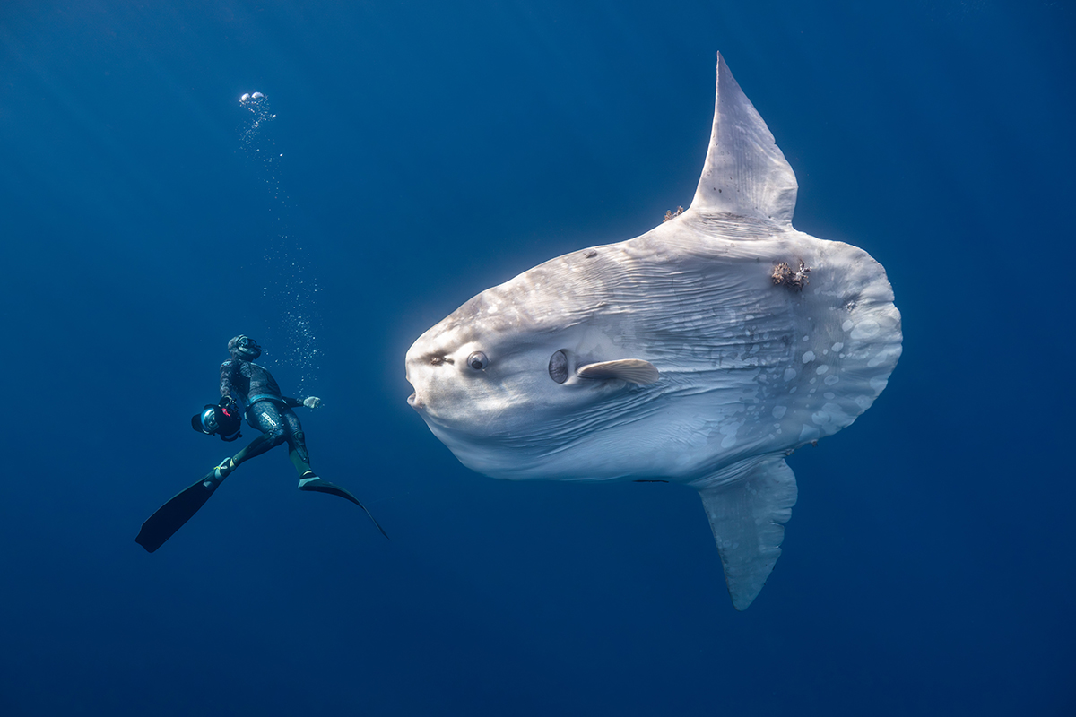Powerful, extraordinary, and downright weird. These incredible photographs showcase the full spectrum of ocean life and our duty to protect it