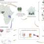 Alzheimer's protein patterns vary across populations, biomarker study finds