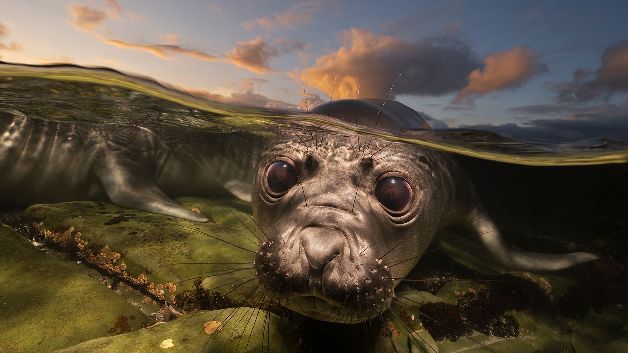 "These photographs don't just capture what’s beneath the surface; they surface the stories our planet most needs us to hear. As the pressures on our ocean grow, so does the importance of the artists who bear witness to them"