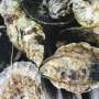 Tiny oyster larvae rely on gravity to feed
