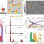 New method reveals how virus particles can build themselves, molecule by molecule