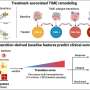 Early changes in the tumor environment may explain why immunotherapy works for some patients but not others