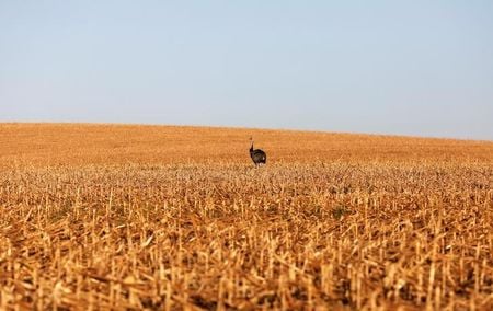 Corn/Soybeans pair trade: short-term divergence at an inflection point