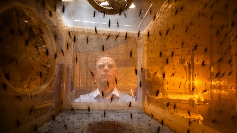 The discovery that could turn mosquito bites into vaccine booster shots
