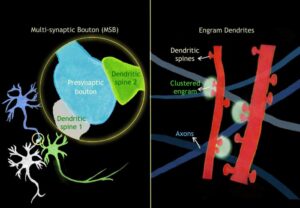 Long-Term Memory Loss Secrets Revealed with Artificial Hibernation
