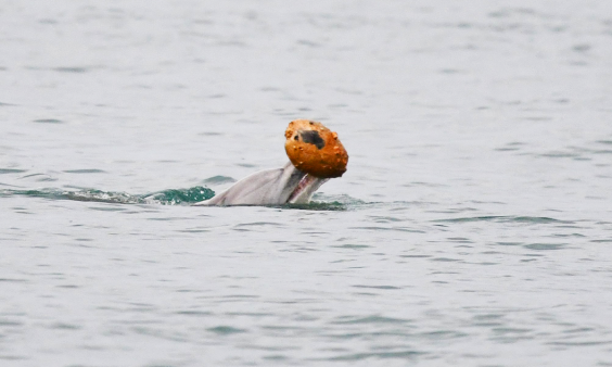 Watch: Australian Dolphin Filmed Catching Fish with Shells