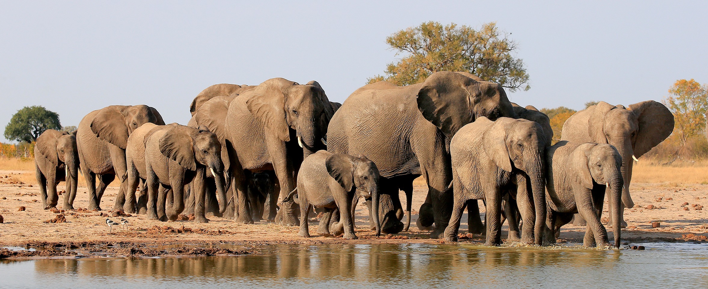 VEILED AGENDAS: MEC snubs Parliament as North West elephant cull plan forges ahead