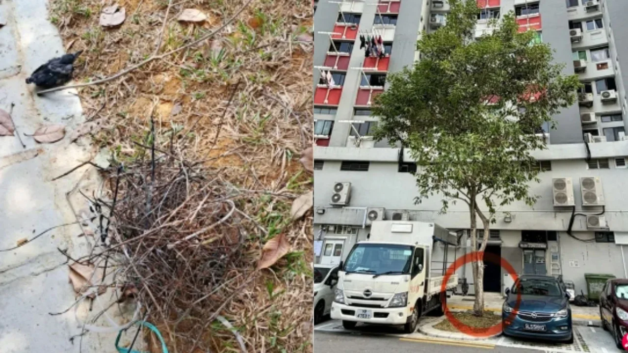 Crow becomes ‘more aggressive’ after nest falls, attacks three passersby near Singapore estate