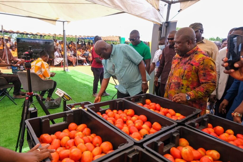 Ghana targets 400,000 tonnes of tomatoes, 600,000 jobs under new self-sufficiency drive