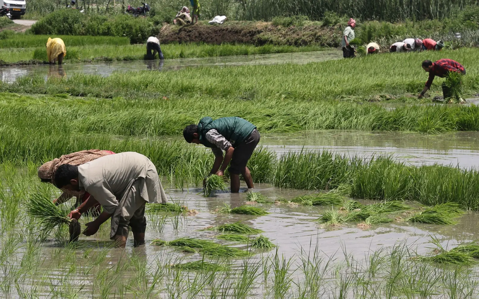 India’s rice output faces biggest drop in two decades