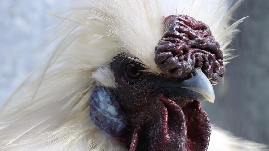 Farmers 'very nervous', poultry show cancelled as bird flu reaches Tasmania