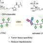 'Locked' cancer therapeutic activates in tumors, limiting off-target exposure in mice