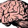 Brain cancer cells exploit normal nerve signaling to multiply and invade, new study finds