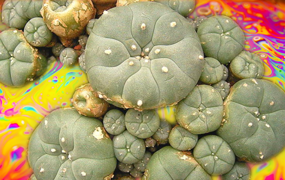 The Quest to Understand the Forgotten Psychedelic