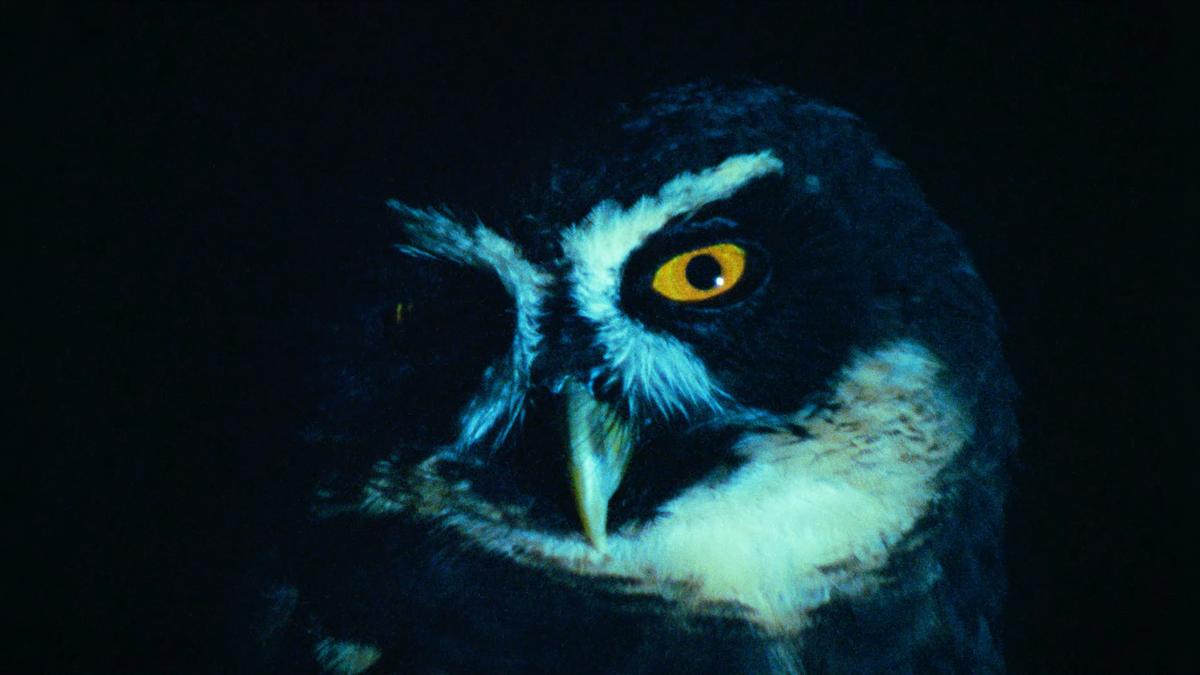 Animal eye