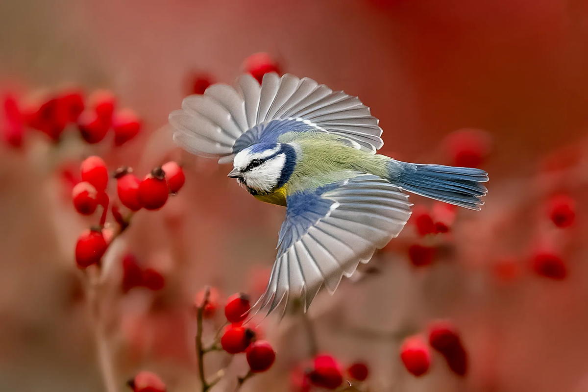 These unforgettable images are incredible examples of colour in photography – you must take a look!
