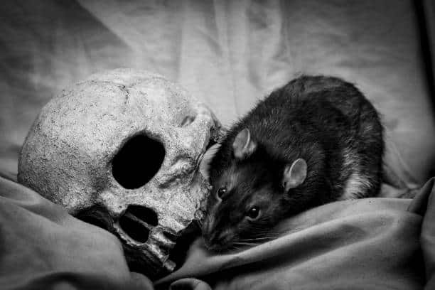 Here’s how Stanford scientists got human brain tissue to thrive in mice to advance neuroscience research