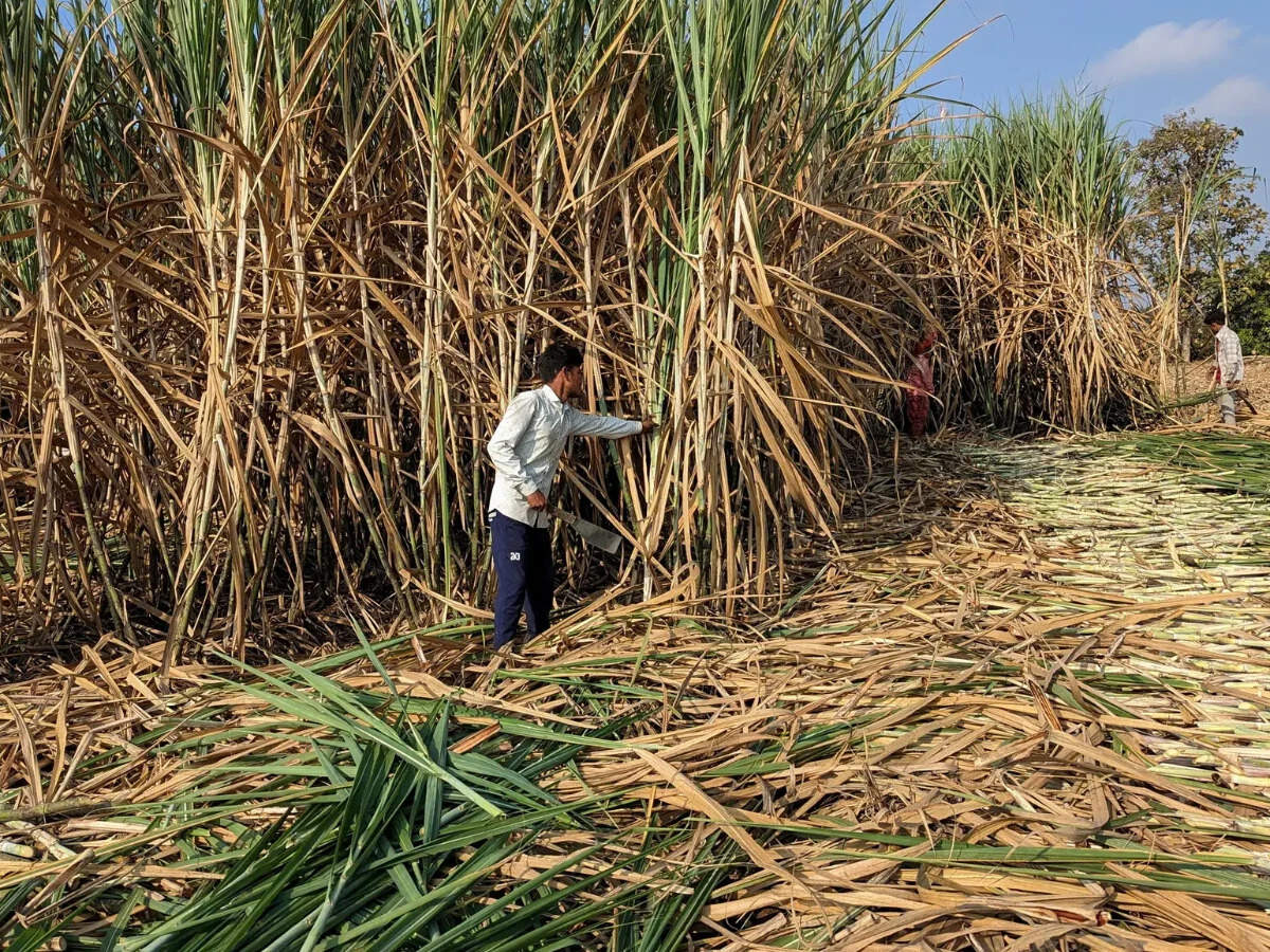 Sugar mills unlikely to advance crushing season despite promise to govt: Industry officials