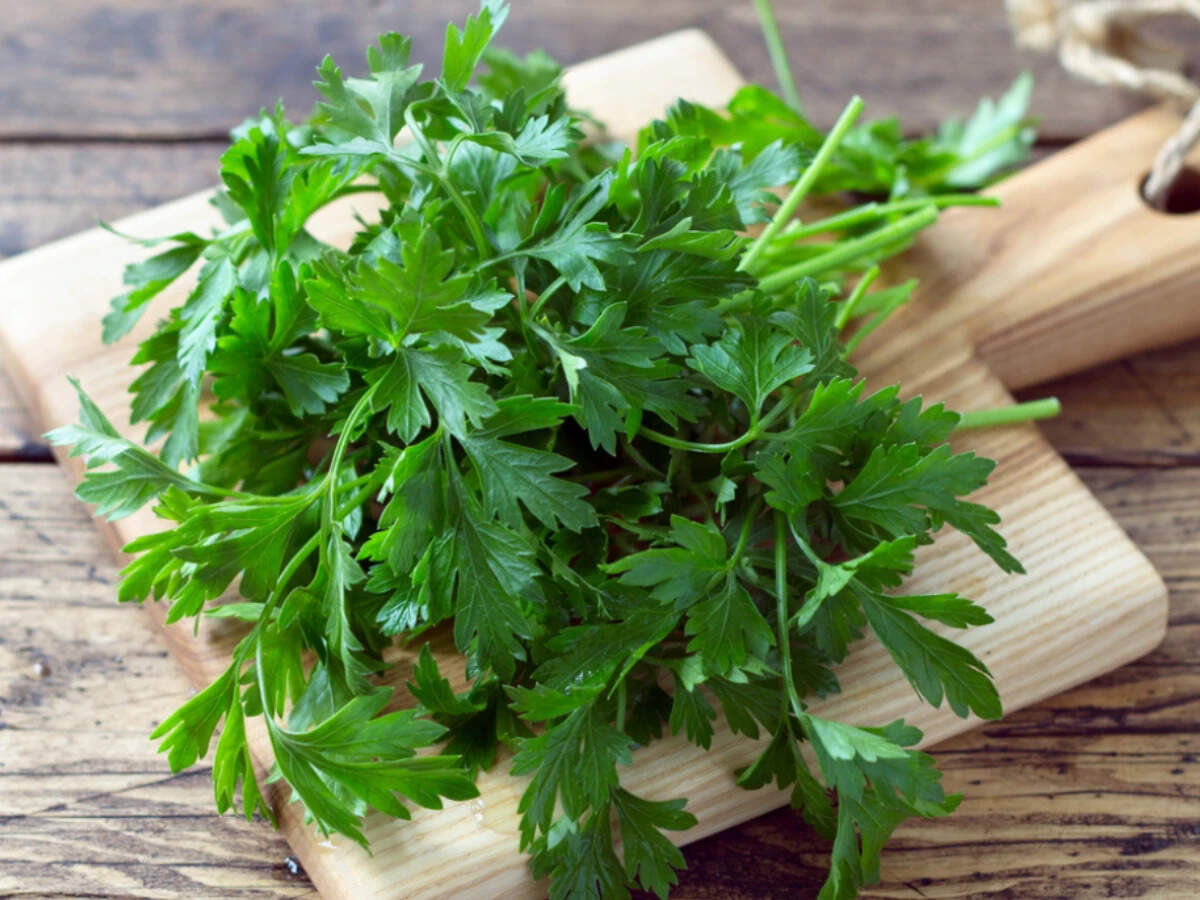 From freebie to luxury: Coriander prices spike after rain disrupts Nashik supply chain