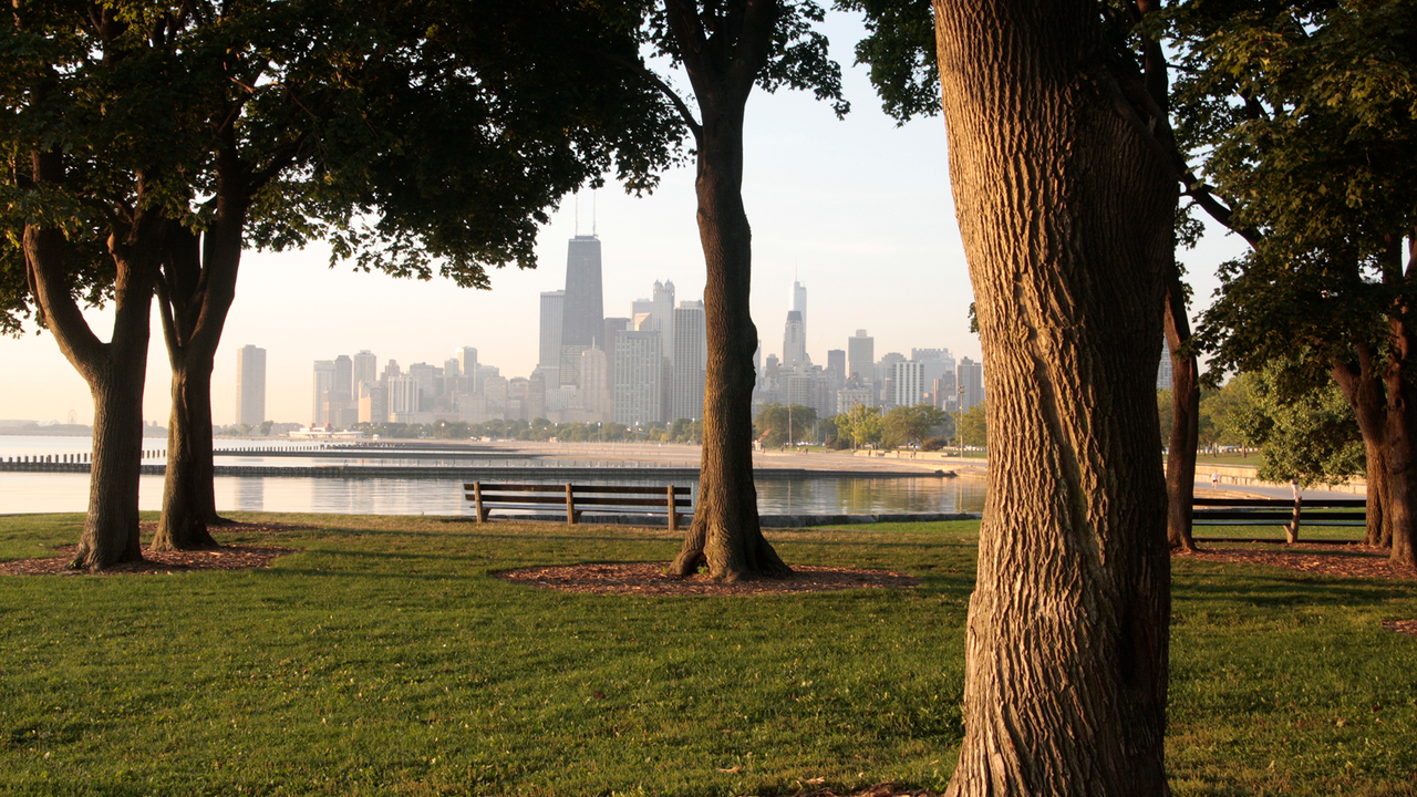 Saving old trees may protect people's health more than planting new ones, study of Chicago neighborhoods finds