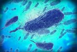 Deadly Flesh-Eating Bacterium Linked To 5 Deaths in Louisiana as Coastal Cases Rise