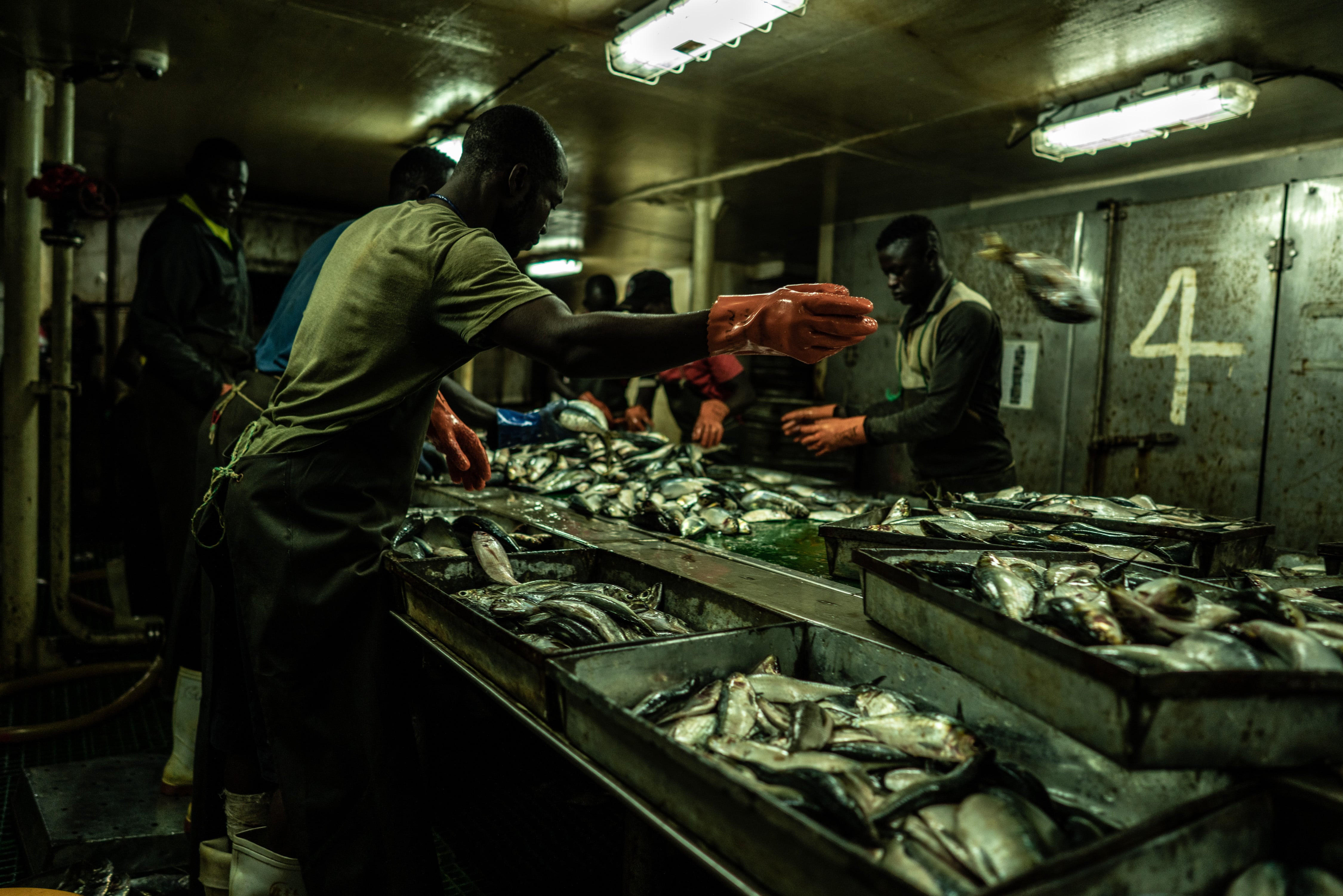 Aquaculture is depleting the oceans: A farmed salmon can consume more than six times its weight in wild fish