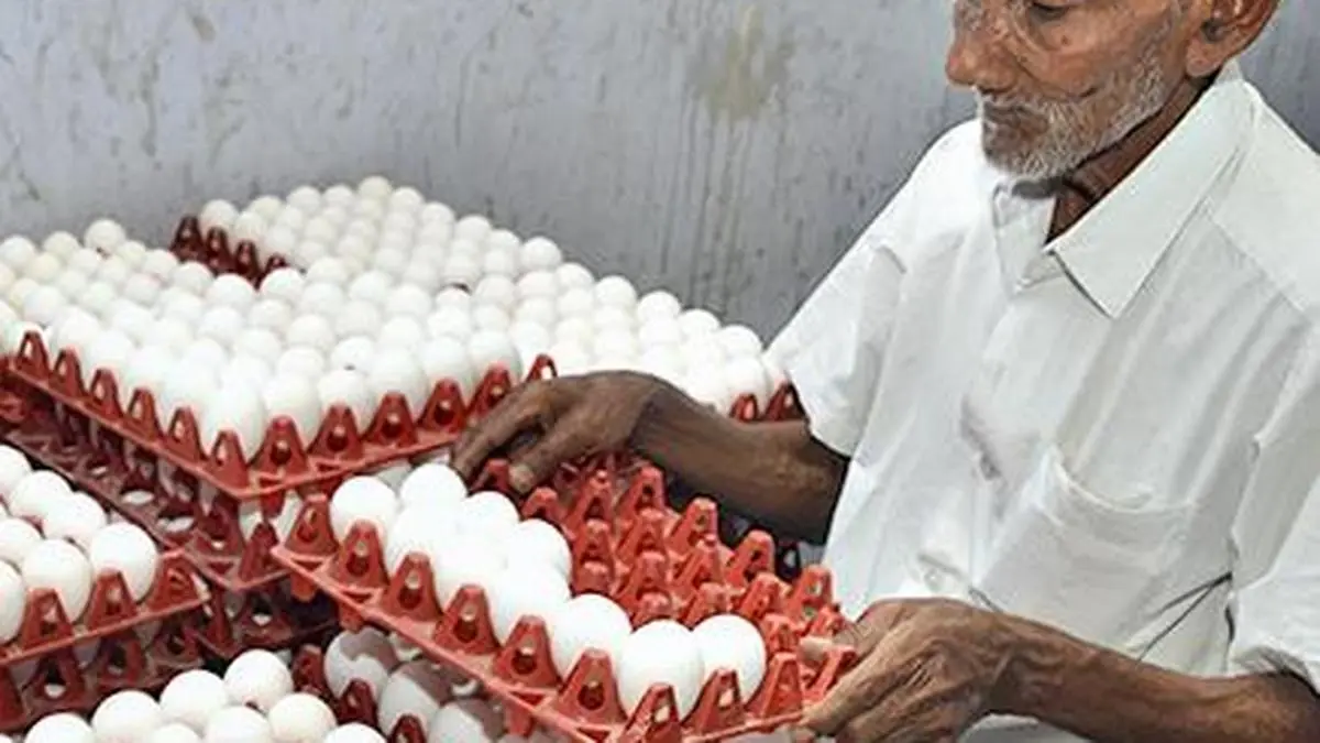 High freight costs weigh on Indian poultry exports