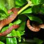 Climate change is making it easier for invasive species to succeed