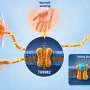 The body's warmth sensor is secretly a pain switch—blocking it may ease arthritis
