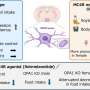 Impaired brain protein drives fat cravings and obesity in mice