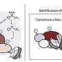 Cancer-specific c-Myc mapping reveals overlooked SLK protein as treatment target