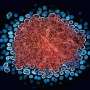 Teaching the immune system to control HIV