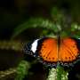 Butterfly effects of climate change