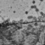 Mutation hotspots help 'friendly' viruses outmaneuver the bacteria in your gut