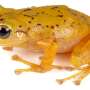 How a mystery kept in London led to the discovery of a new Ecuadorian frog